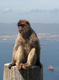 Berberaffe