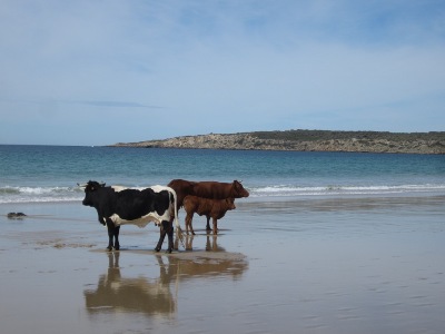 Kühe am Strand von Bolonia