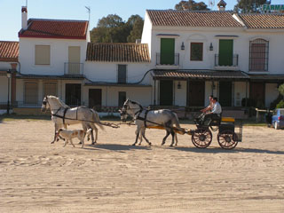 Pferdegespann in El Rocío