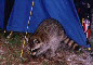 Florida 2001