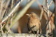Amsel. Bitte klicken, um das Bild zu vergroessern!