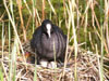 Bleßhuhn. Bitte klicken, um das Bild zu vergroessern!