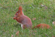 Eichhörnchen. Bitte klicken, um das Bild zu vergroessern!