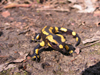 Feuersalamander. Bitte klicken, um das Bild zu vergroessern!