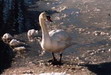 Höckerschwan. Bitte klicken, um das Bild zu vergroessern!