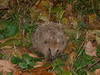 Igel. Bitte klicken, um das Bild zu vergroessern!