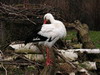Weißstorch. Bitte klicken, um das Bild zu vergroessern!