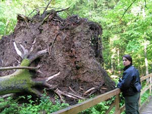 Umgefallener Baum