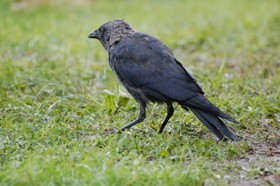 Krähe