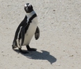 Brillenpinguin