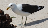 Dominikanermöwe