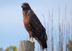 Felsenbussard