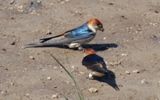 Große Streifenschwalbe