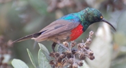 Großer Halsband-Nektarvogel