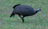 Helmperlhuhn