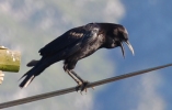 Kapkrähe