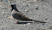 Kaptäubchen