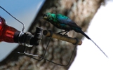 Malachitnektarvogel