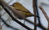 Oranjebrillenvogel