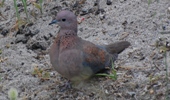 Palmtaube