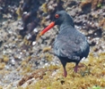 Schwarzer Austerfischer