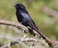 Trauerdrongo