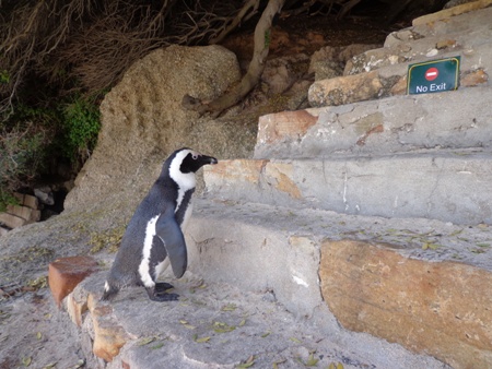 Pinguin am Boulder Beach