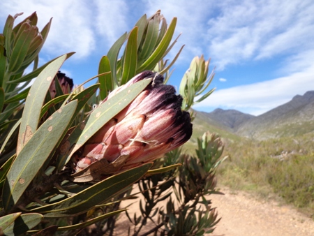 Protea