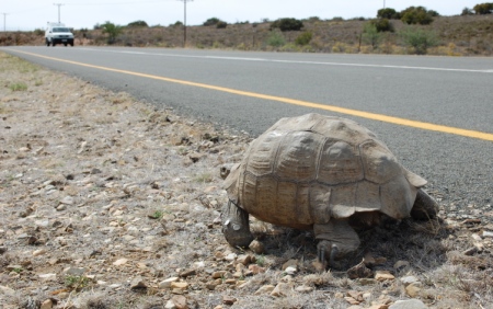 Schildkröte