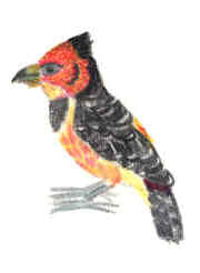 Haubenbartvogel