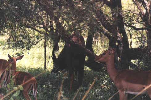 Impalas in Hluhluwe