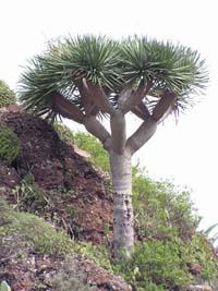 Drachenbaum
