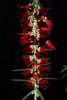 Flaschenputzerbaum (sagt Diana)
