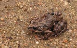 Frosch im Botanischen Garten. Bitte klicken, um das Bild zu vergroessern!