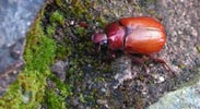 Käfer im Campana-Nationalpark. Bitte klicken, um das Bild zu vergroessern!