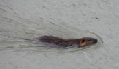 Nutria. Bitte klicken, um das Bild zu vergroessern!