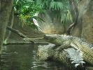 Gaviale im Zoo. Bitte klicken, um das Bild zu vergrößern!